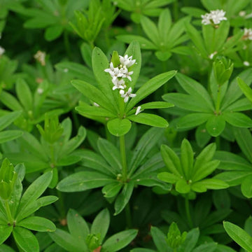 Heirloom Sweet Woodruff Seeds - Herbal Plant