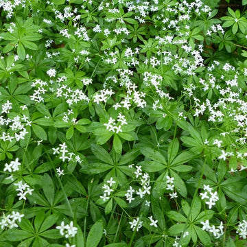 Heirloom Sweet Woodruff Seeds - Herbal Plant