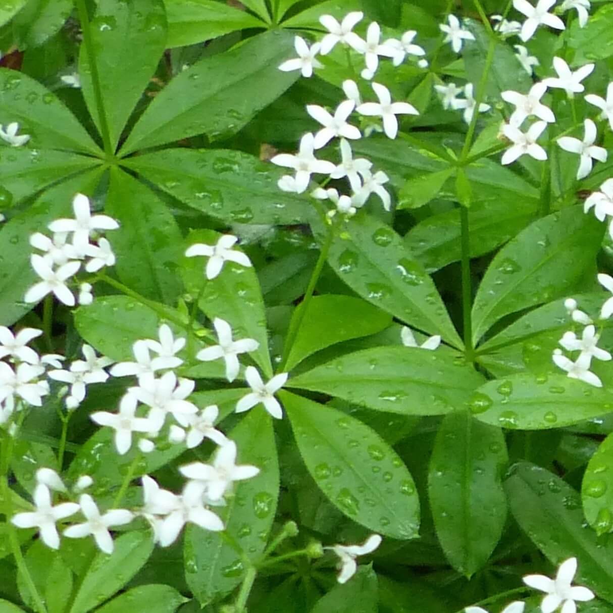 Heirloom Sweet Woodruff Seeds - Herbal Plant