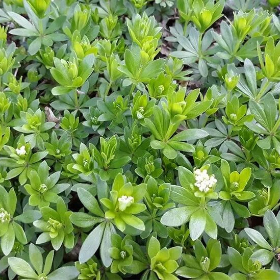 Heirloom Sweet Woodruff Seeds - Herbal Plant
