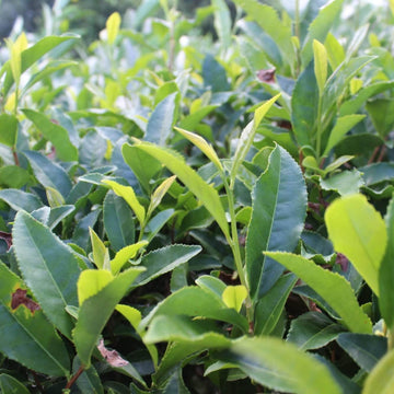 Heirloom Tea Plants Seeds