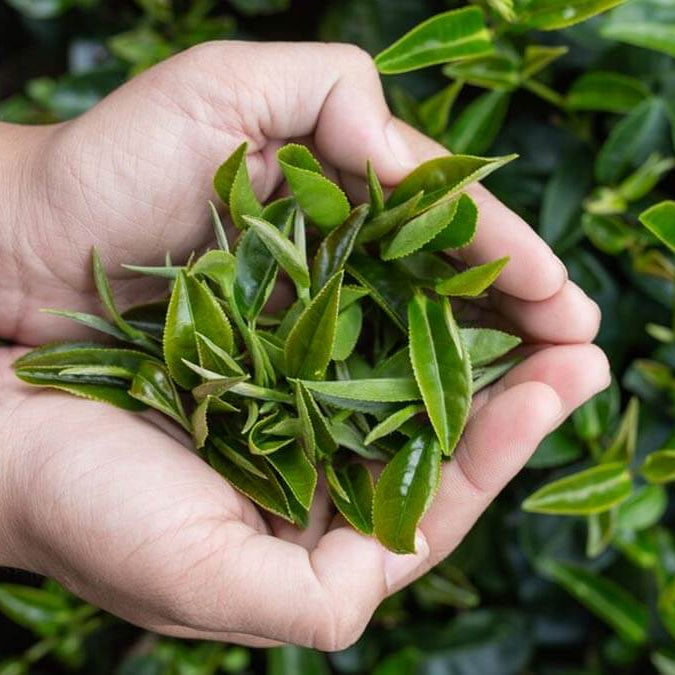 Heirloom Tea Plants Seeds