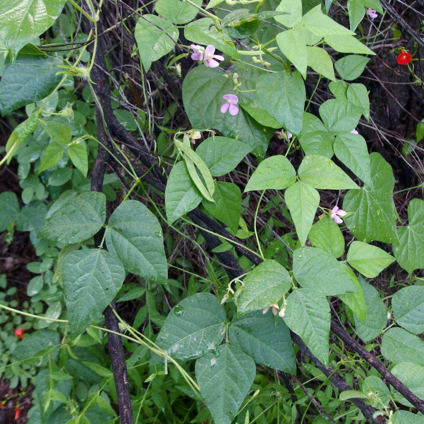 Heirloom Tepary Bean Seeds