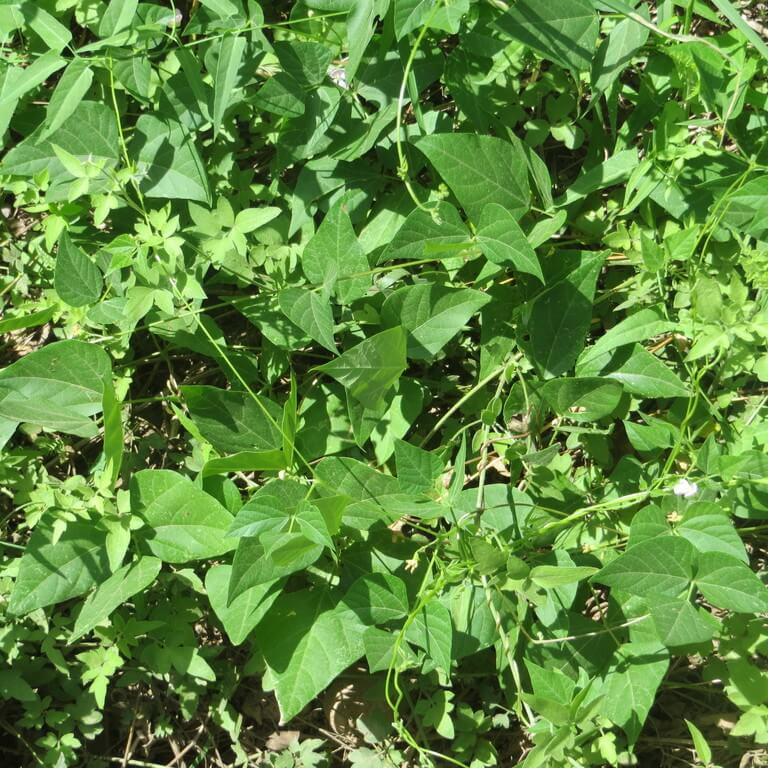 Heirloom Tepary Bean Seeds