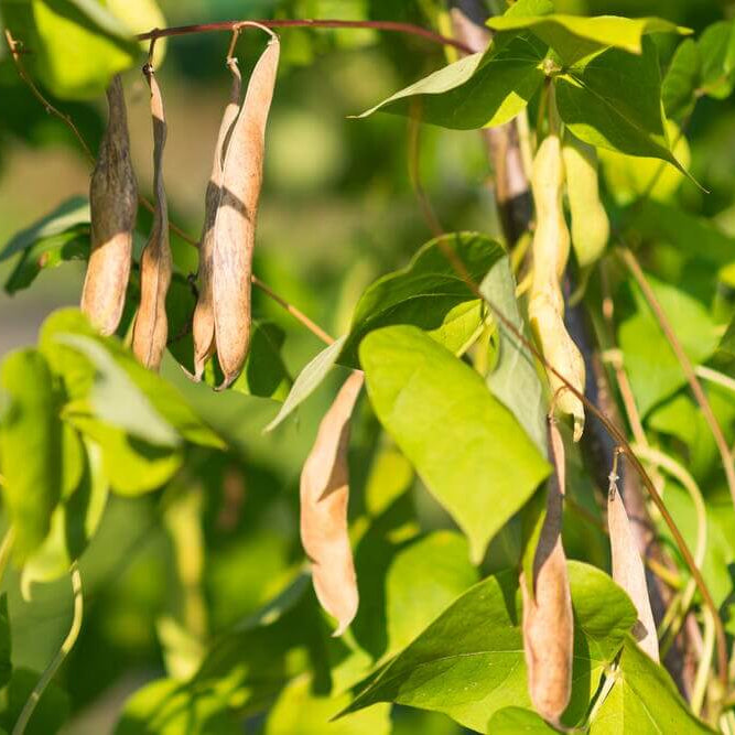 Heirloom Tepary Bean Seeds - Vegetable Plant