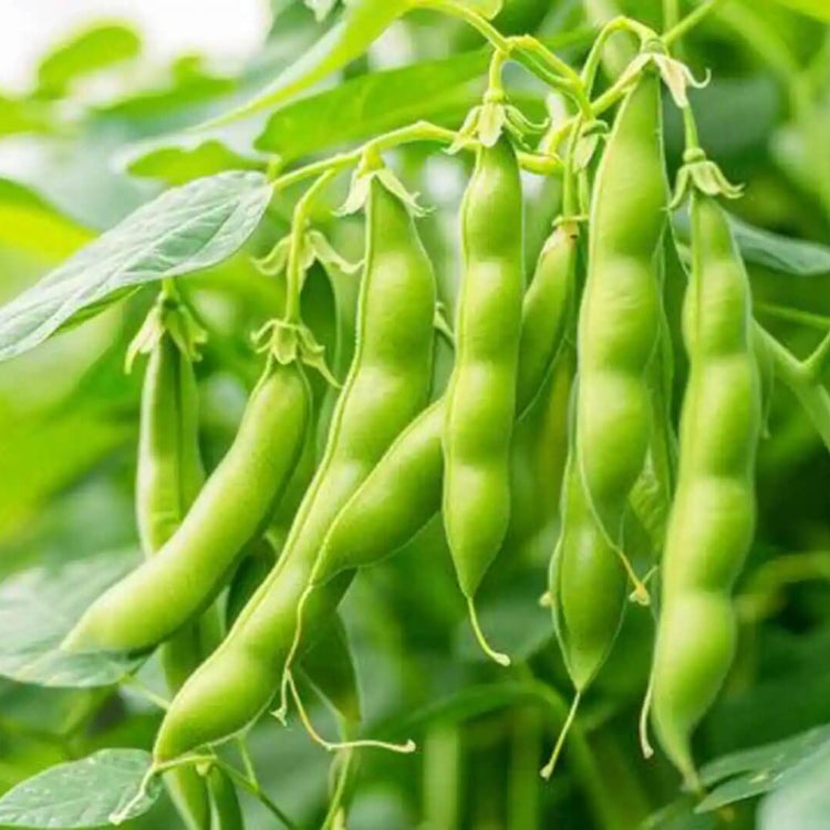 Heirloom Tepary Bean Seeds - Vegetable Plant
