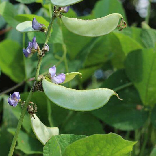 Heirloom Tepary Bean Seeds - Vegetable Plant
