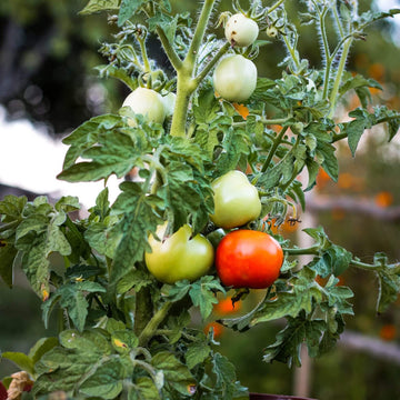 Heirloom Tomato Seeds