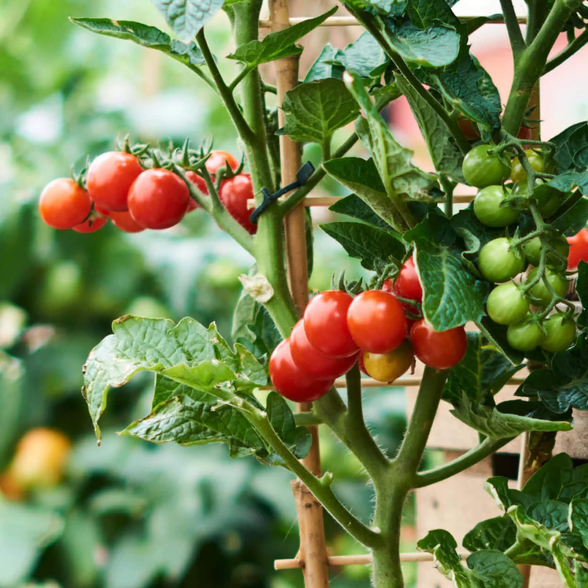 Heirloom Tomato Seeds