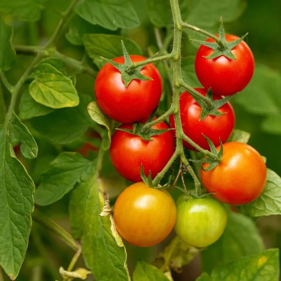 Heirloom Tomato Seeds