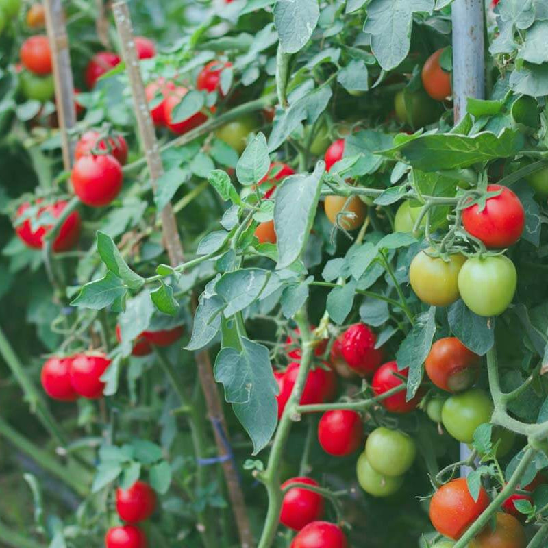 Heirloom Tomato Seeds