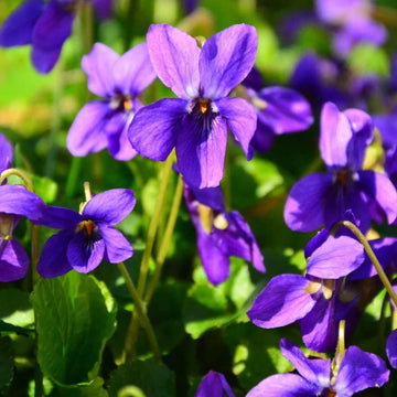 Heirloom Violet Seeds