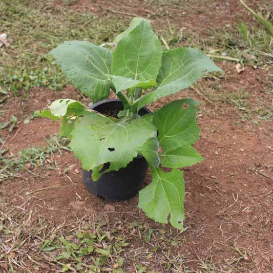 Heirloom Yacon Seeds - Vegetable Plant