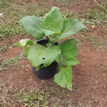 Heirloom Yacon Seeds - Vegetable Plant