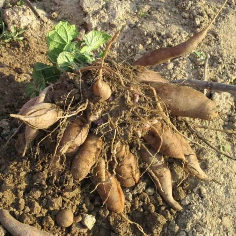 Heirloom Yacon Seeds - Vegetable Plant