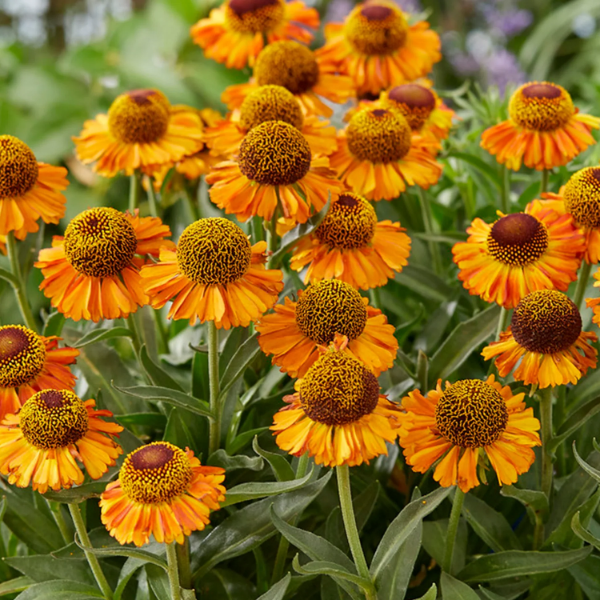 Helenium Autumn Autumn Leaves Helenium Seeds | Ornamental Flower Garden Seeds