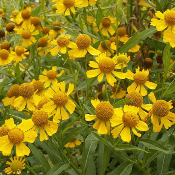 Helenium Seeds – Autumnale
