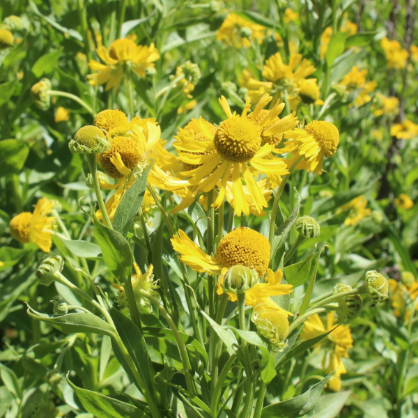 Helenium Seeds – Autumnale
