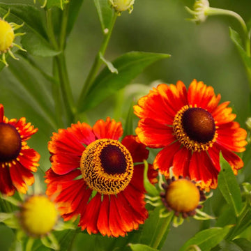 Helenium Seeds - All In One For Home Gardens