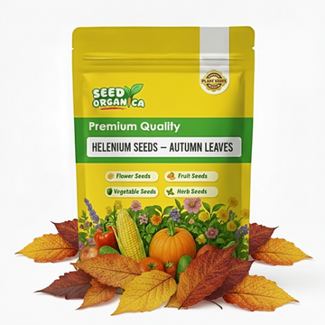 Helenium Seeds – Autumn Leaves