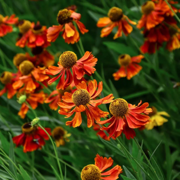 Helenium Seeds – Sneezeweed
