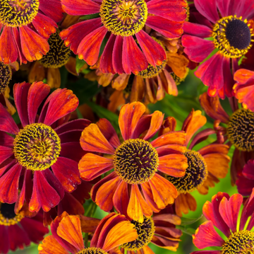 Helenium Seeds – Sneezeweed
