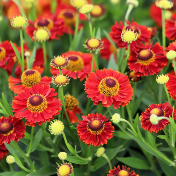 Helenium Seeds – Sneezeweed

