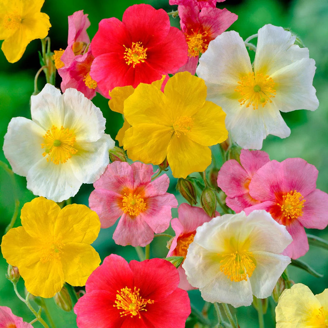 Helianthemum Mutabile Seeds - Flower Plant