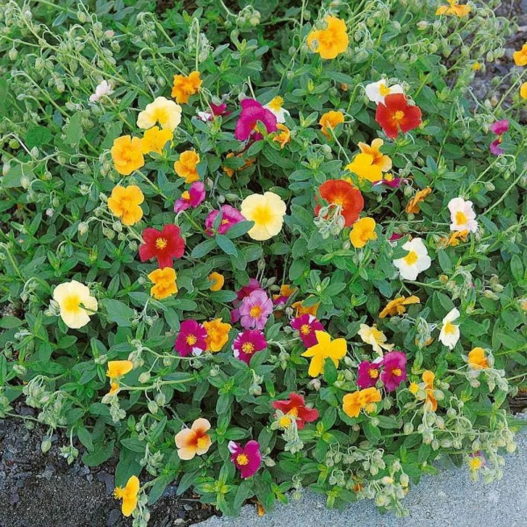 Helianthemum Mutabile Seeds - Flower Plant