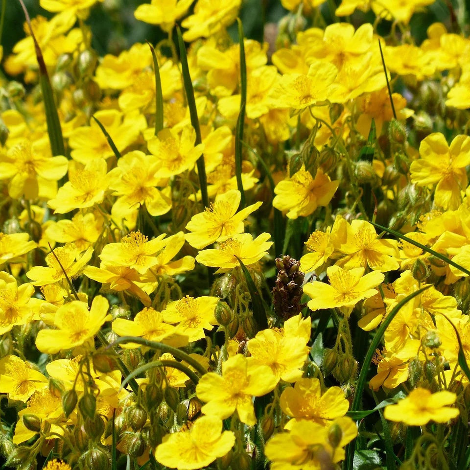 Helianthemum Mutabile Seeds - Flower Plant