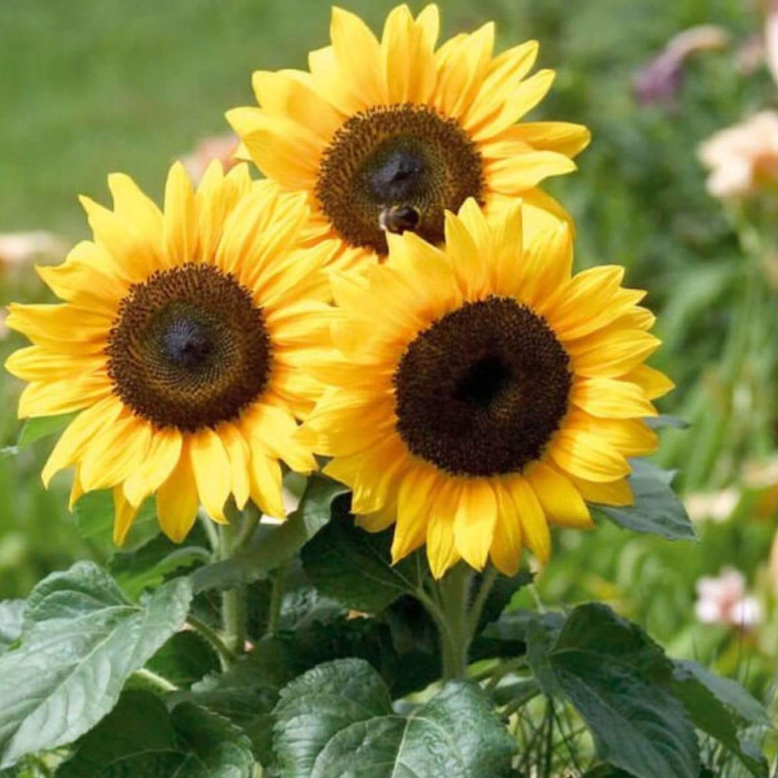 Helianthus Angustifolius Seeds - Flower Plant