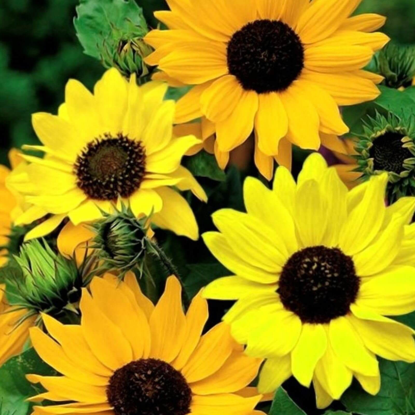 Helianthus Angustifolius Seeds - Flower Plant