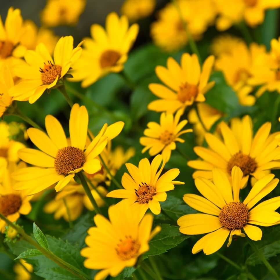 Helianthus Angustifolius Seeds - Flower Plant