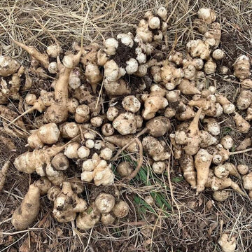 Helianthus tuberosus Seeds