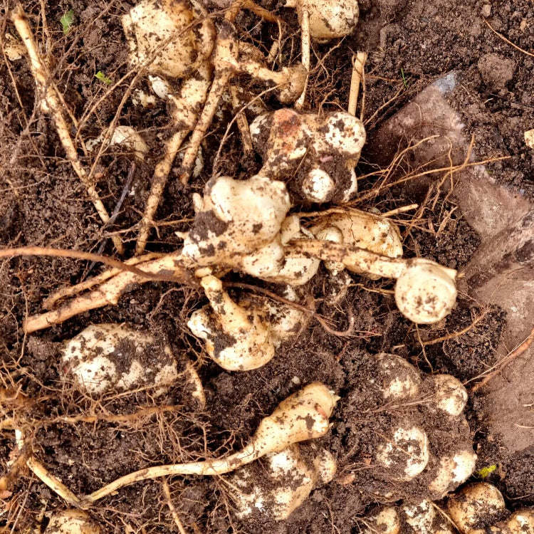 Helianthus tuberosus Seeds