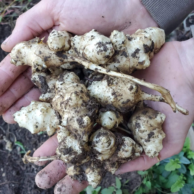 Helianthus tuberosus Seeds