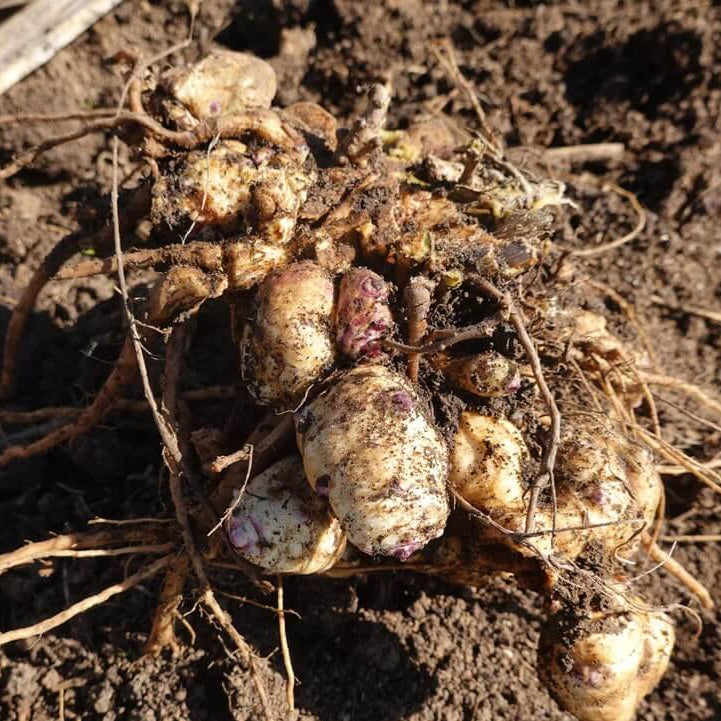 Helianthus tuberosus Seeds