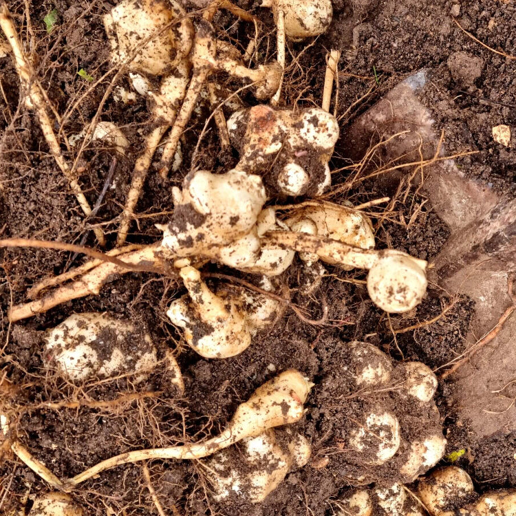 Helianthus tuberosus for Planting