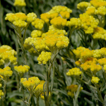 Helichrysum Arenarium Seeds – Drought-Tolerant, Medicinal, Perennial
