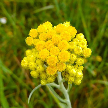 Helichrysum Arenarium Seeds – Drought-Tolerant, Medicinal, Perennial
