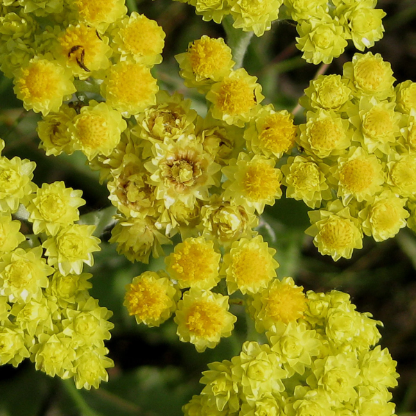 Helichrysum Arenarium Seeds – Drought-Tolerant, Medicinal, Perennial
