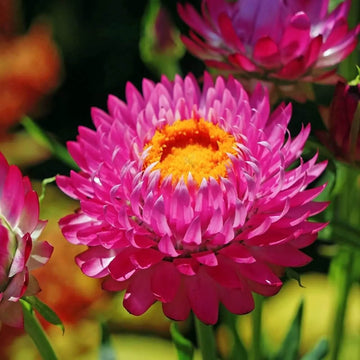Helichrysum Seeds -  All In One For Home Gardens