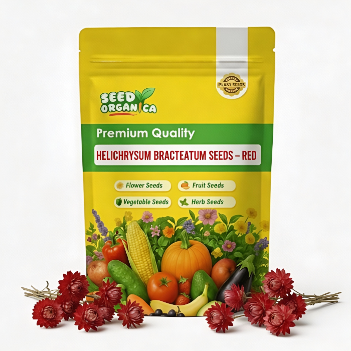 Helichrysum bracteatum