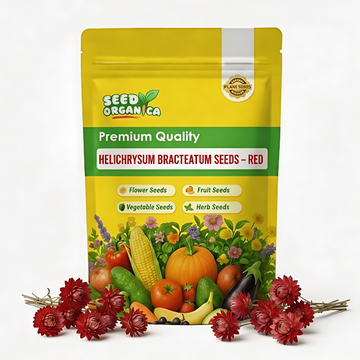 Helichrysum bracteatum