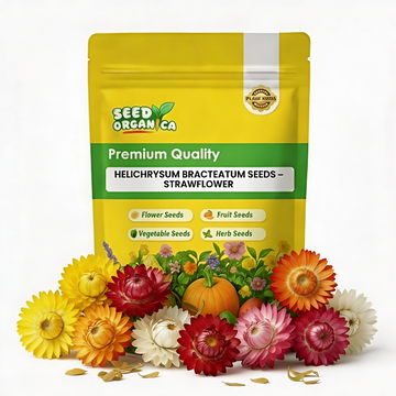 Helichrysum bracteatum