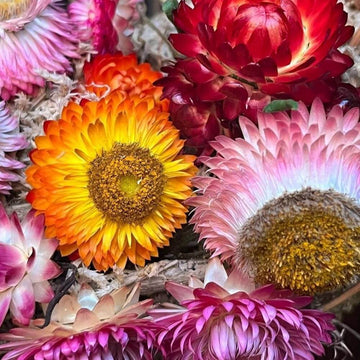 Helichrysum bracteatum Seeds – Mixed