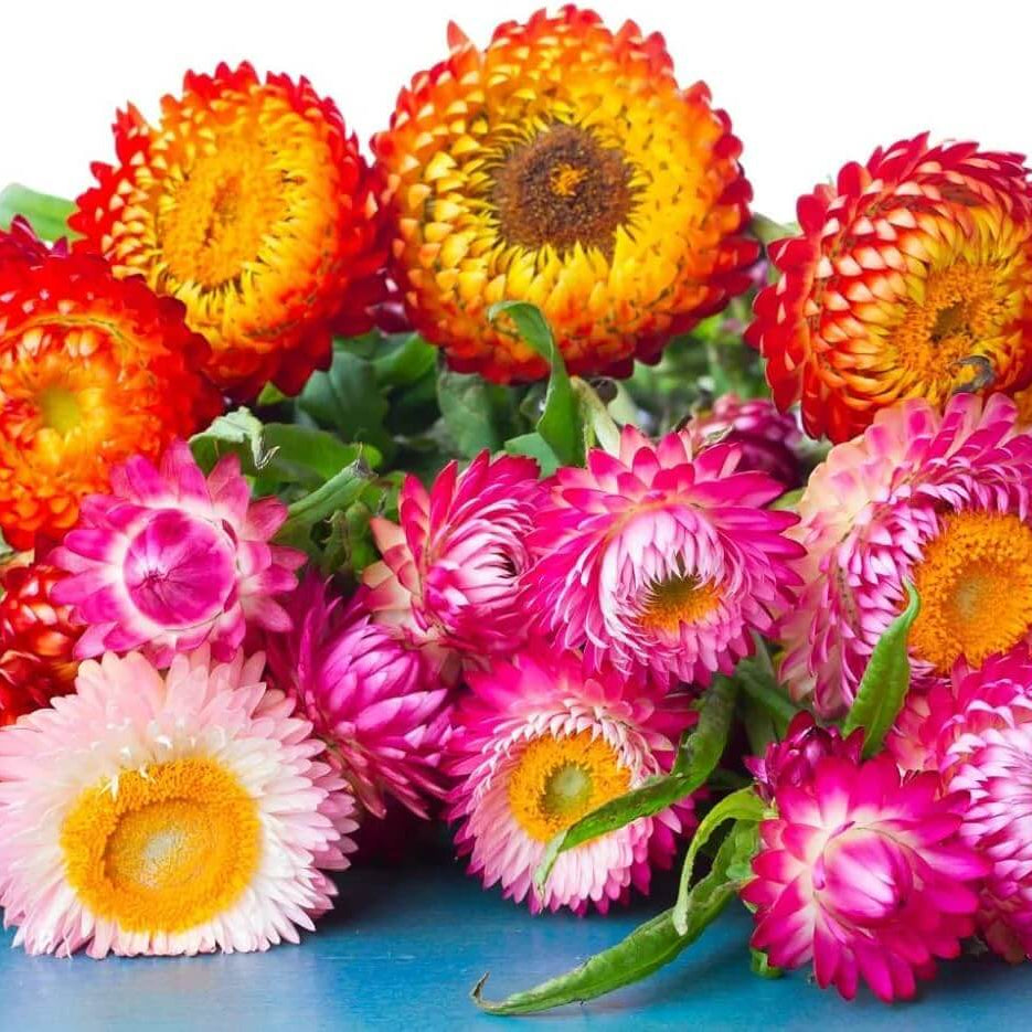 Helichrysum bracteatum Seeds – Mixed