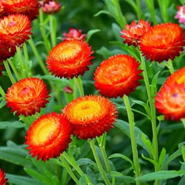 Helichrysum bracteatum Seeds – Red