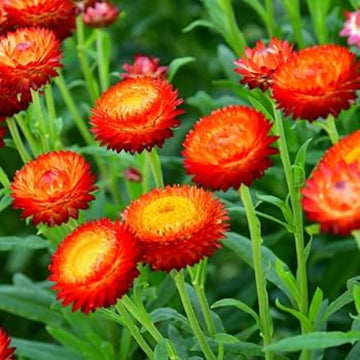 Helichrysum bracteatum Seeds – Red