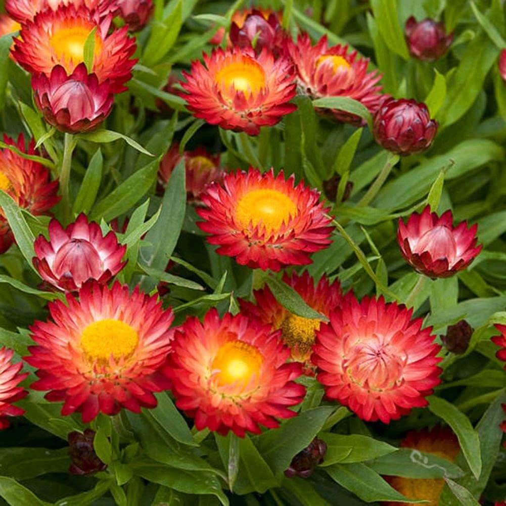 Helichrysum bracteatum Seeds – Red